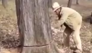 【動画】木が犬を産んだの!?チェーンソーで木を切ると中から犬が！