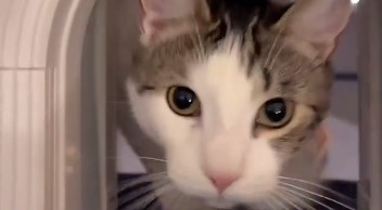 【動画】飼い主さん自作の冒険ランドに猫ちゃん大喜び