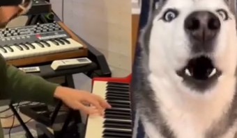 【動画】吠えるワンちゃんにピアノの伴奏をしてみた