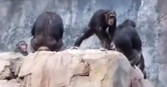 【動画】チンパンジーのママが人に石を投げた子供を叱る