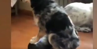 【動画】大型犬がロボット掃除機に乗って掃除のお手伝い