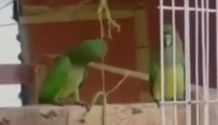 【動画】オウムは他の鳥より頭が良いはずなんだけど…